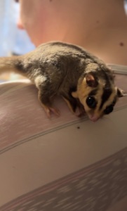 Сахарный поссум (девочка)