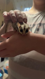 Сахарный поссум