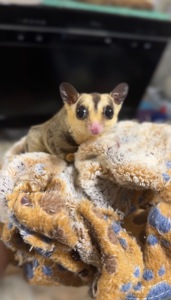 Сахарный поссум (девочка)