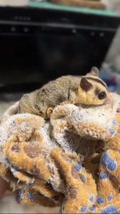 Сахарный поссум (девочка)