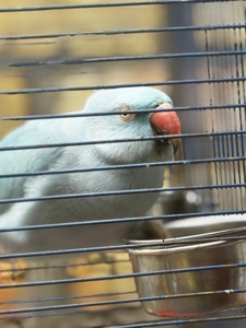 Ожереловые попугаи разных цветов, птенцы