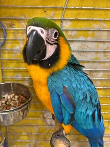 Папуга Ара, великий та ручний малюк