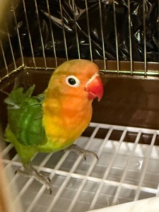 Неразлучник фишера, масковый, розовощекий с