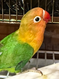 Неразлучник фишера, масковый, розовощекий с