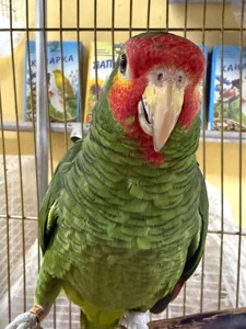 Говорящий попугай Амазон молоденький