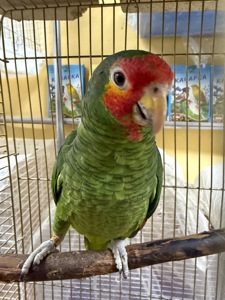 Говорящий попугай Амазон молоденький