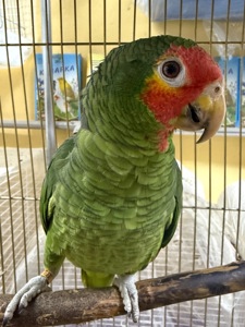 Говорящий попугай Амазон молоденький