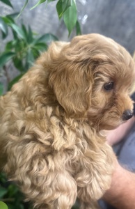 МЫ ГОТОВЫ ЕХАТЬ В СВОЮ СЕМЬЮ !!!))