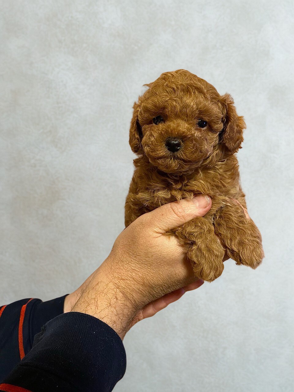 Той пудель хлопчик