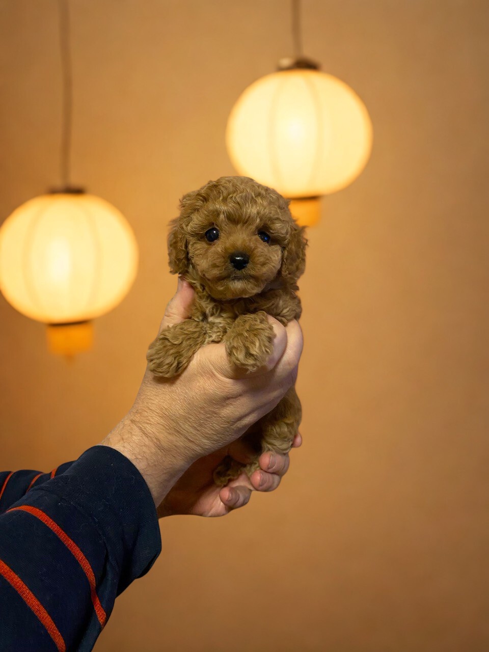 Хлопчик той пудель