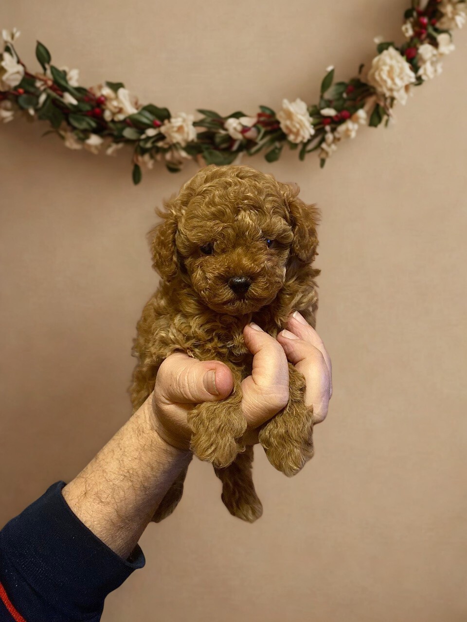 Той пудель хлопчик