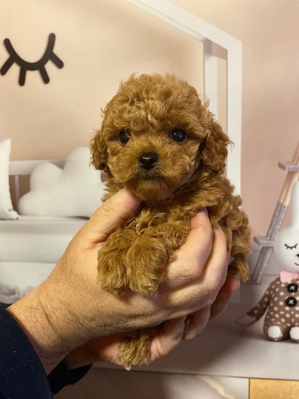 Дівчинка той пудель