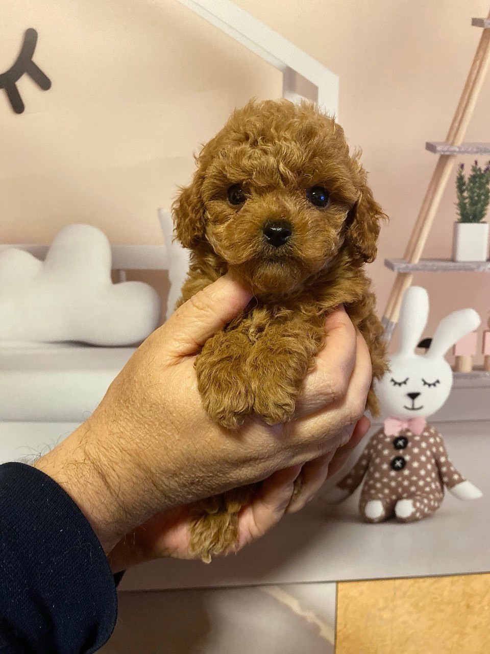 Дівчинка той пудель