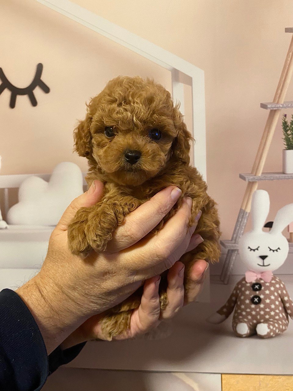 Дівчинка той пудель