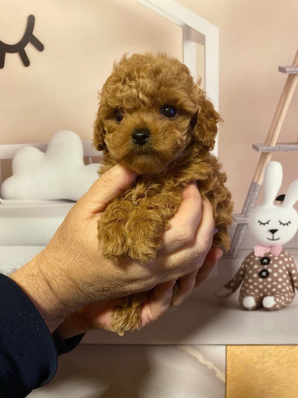 Дівчинка той пудель