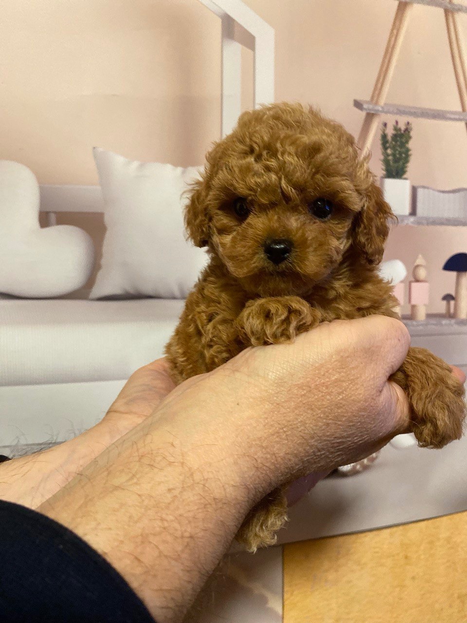 Дівчинка той пудель