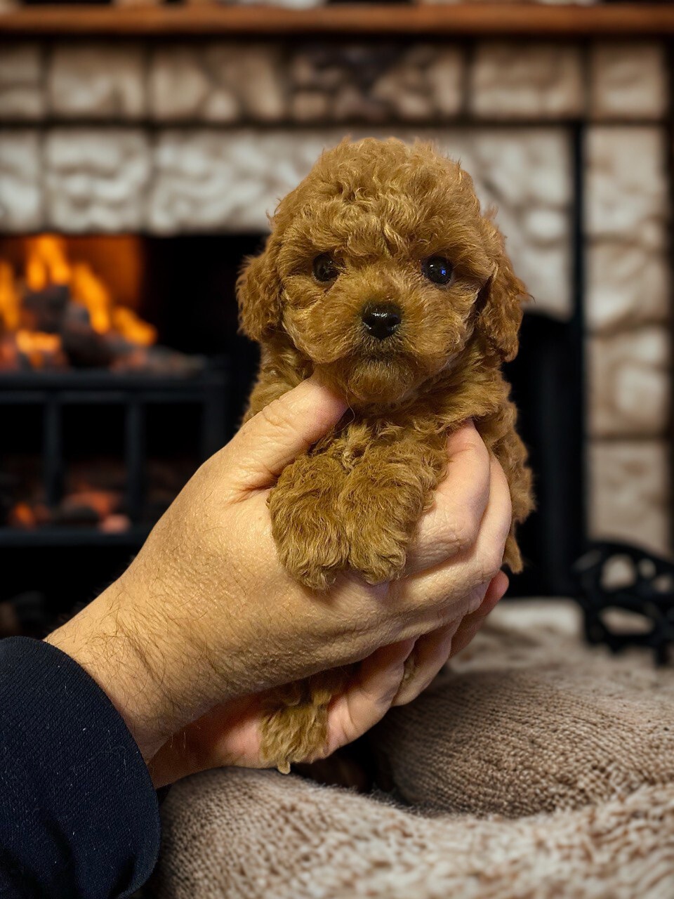 Дівчинка той пудель