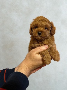 Той пудель хлопчик