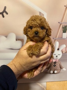 Дівчинка той пудель