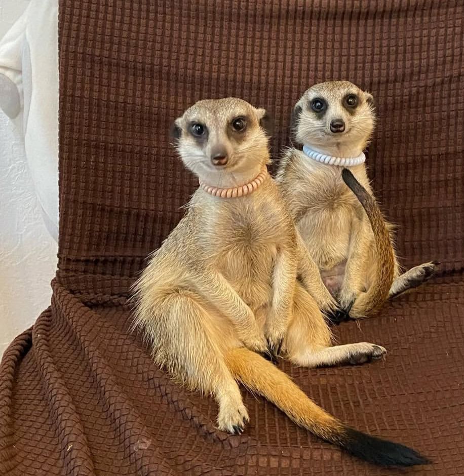 Сурикаты в наличии