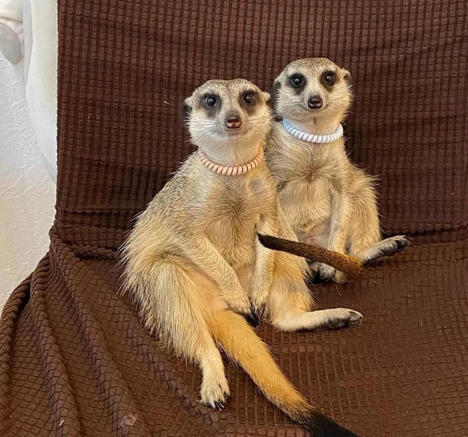 Сурикаты в наличии