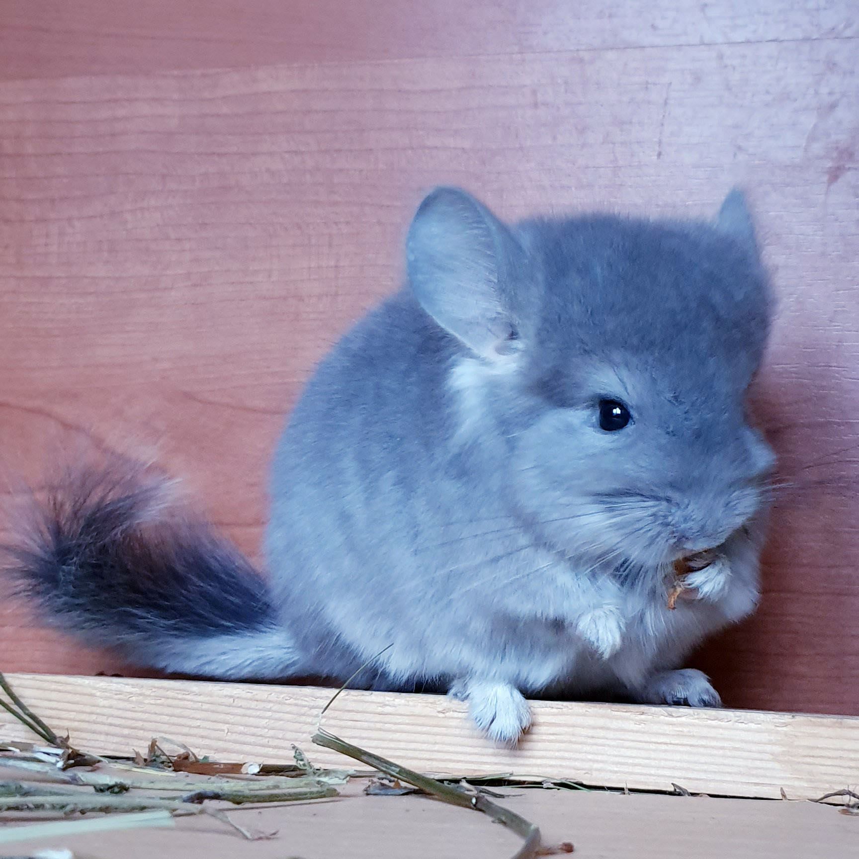 Маленький самец шиншиллы фиолетовая ангора