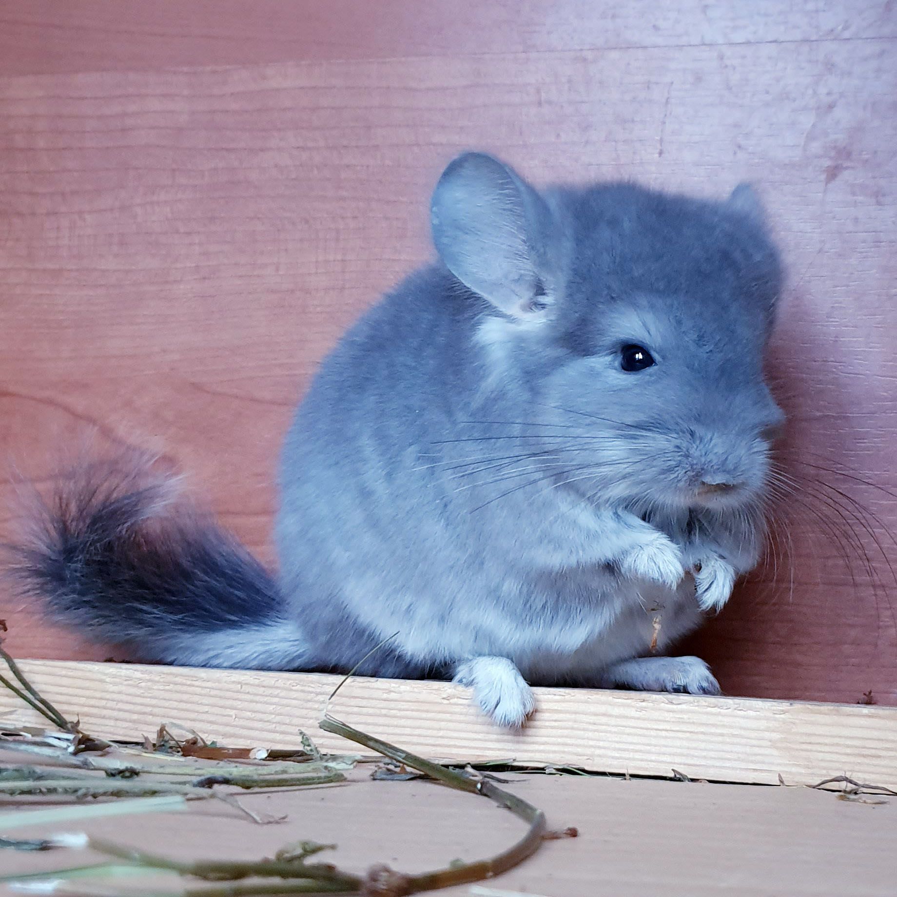 Маленький самец шиншиллы фиолетовая ангора