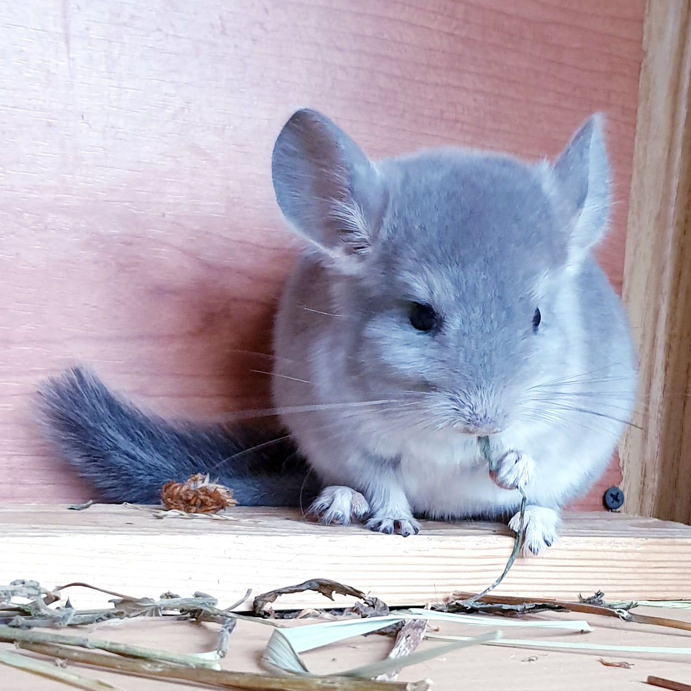 Маленький самец шиншиллы Фиолет носитель ангоры
