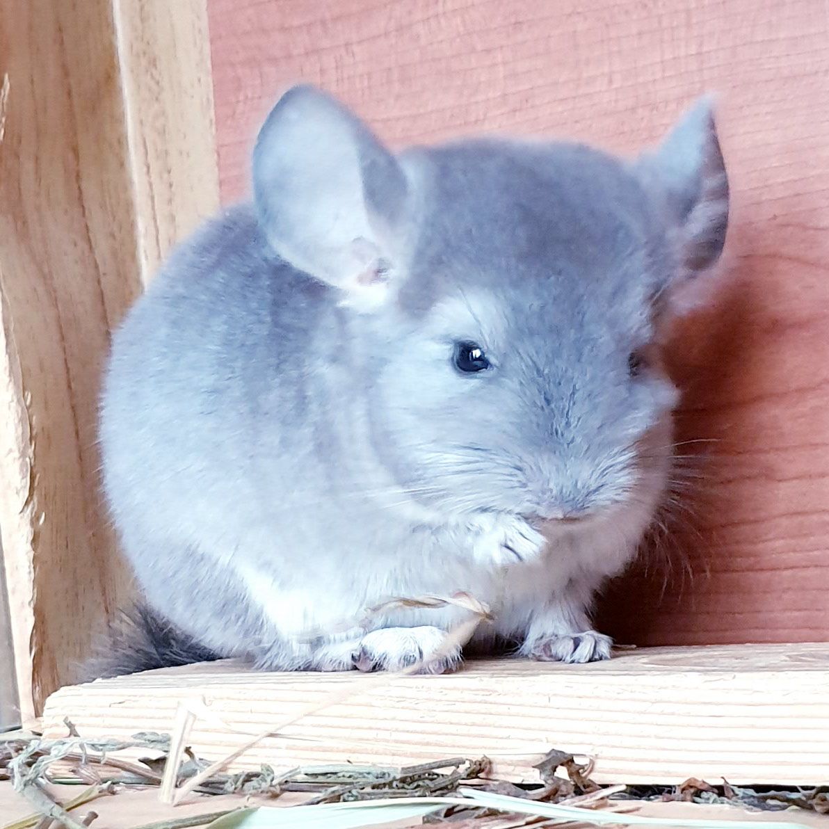 Маленький самец шиншиллы Фиолет носитель ангоры