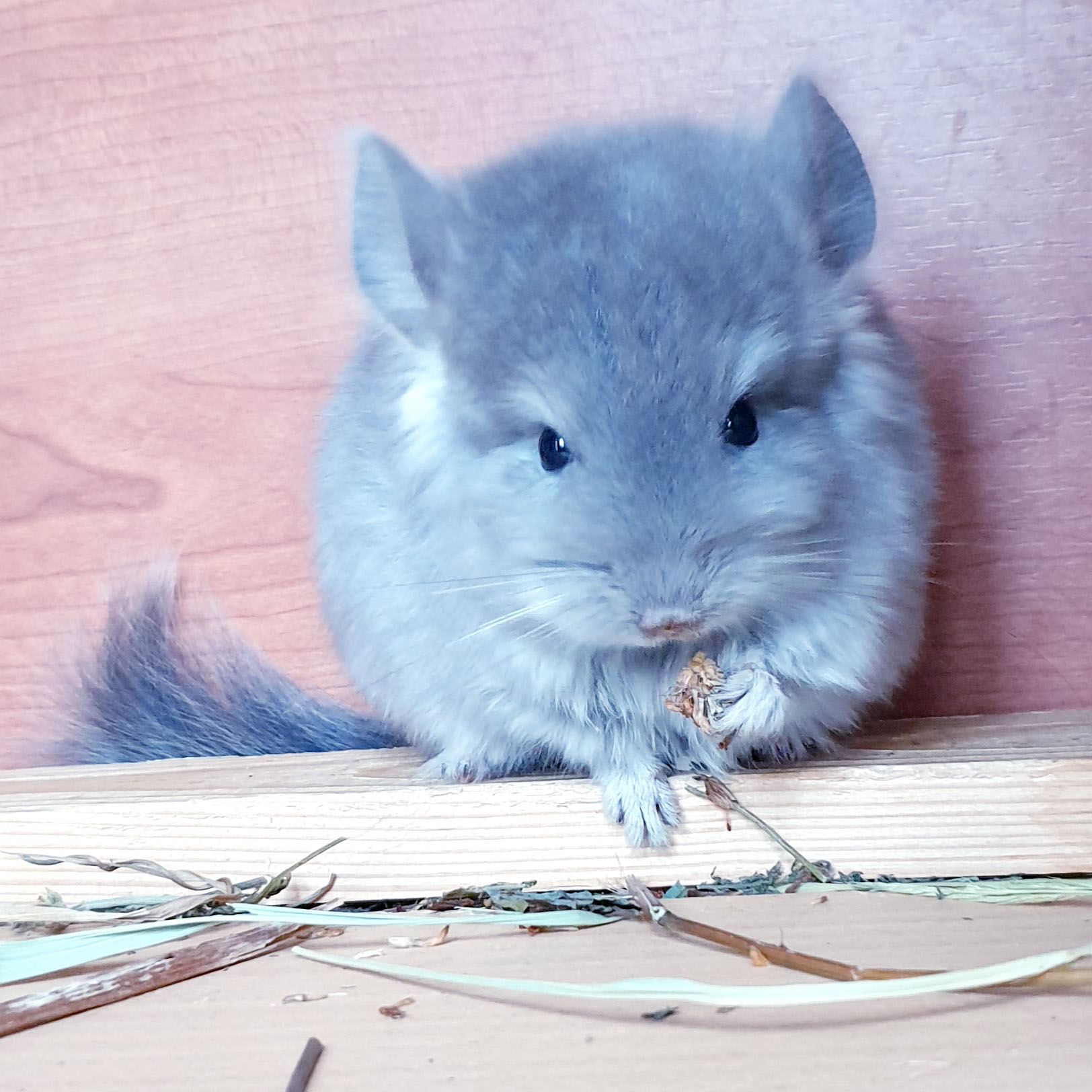 Маленький самец шиншиллы фиолетовая ангора