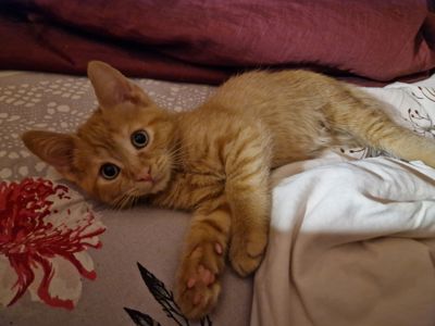 Балуване сяюче-золотаве кошеня.