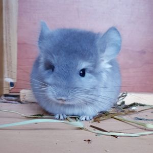 Маленький самец шиншиллы фиолетовая ангора