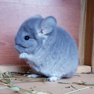 Маленький самец шиншиллы фиолетовая ангора