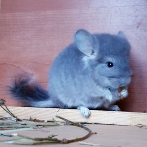 Маленький самец шиншиллы фиолетовая ангора