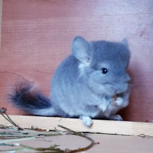 Маленький самец шиншиллы фиолетовая ангора