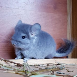 Маленький самец шиншиллы фиолетовая ангора