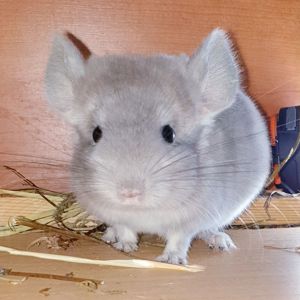 Маленький самец шиншиллы Фиолет носитель ангоры