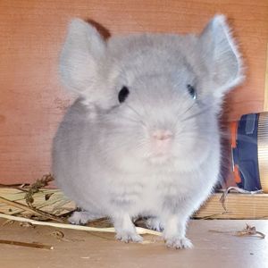 Маленький самец шиншиллы Фиолет носитель ангоры