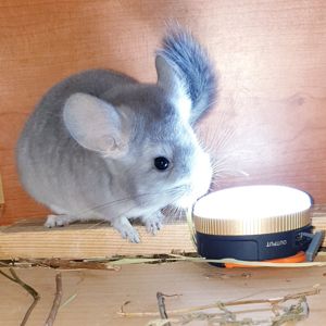 Маленький самец шиншиллы Фиолет носитель ангоры