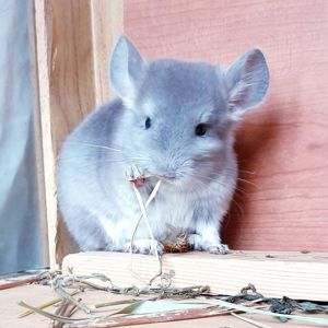 Маленький самец шиншиллы Фиолет носитель ангоры