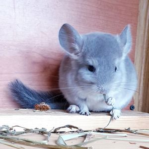 Маленький самец шиншиллы Фиолет носитель ангоры