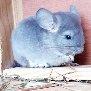 Маленький самец шиншиллы Фиолет носитель ангоры