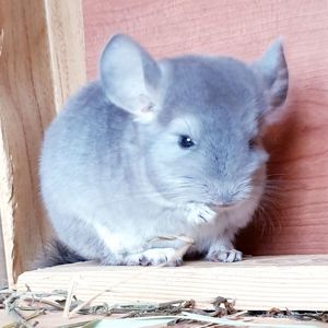 Маленький самец шиншиллы Фиолет носитель ангоры