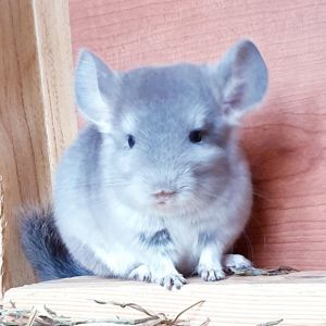 Маленький самец шиншиллы Фиолет носитель ангоры