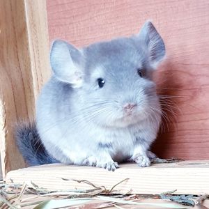 Маленький самец шиншиллы Фиолет носитель ангоры