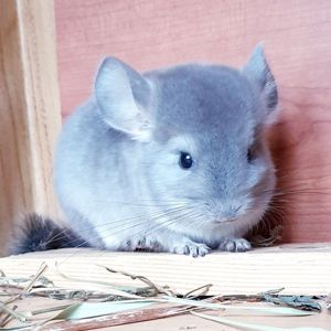 Маленький самец шиншиллы Фиолет носитель ангоры