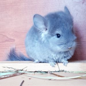 Маленький самец шиншиллы фиолетовая ангора