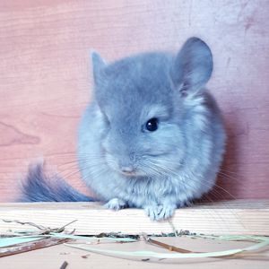 Маленький самец шиншиллы фиолетовая ангора