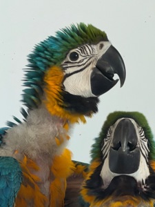 Синьо жовтий ара