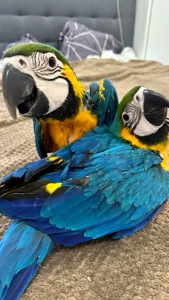 Синьо жовтий ара